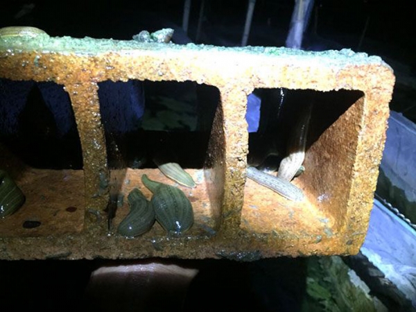明升官网成苗