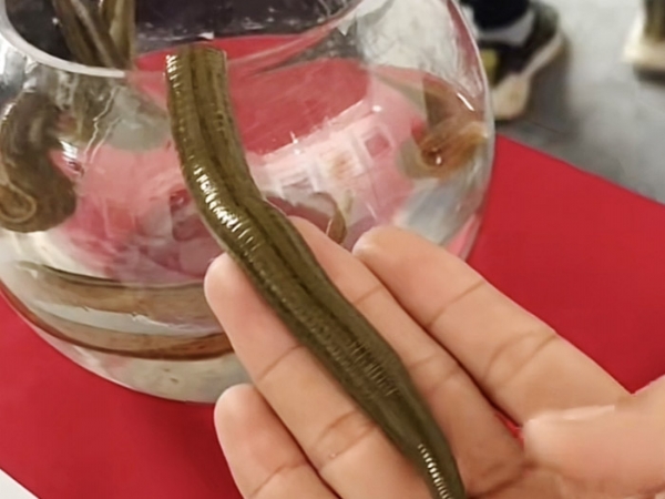 明升官网成苗